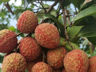 仙香糯荔枝应季现摘水果 茂名新鲜荔枝当季水果 果园直发现货批发图4