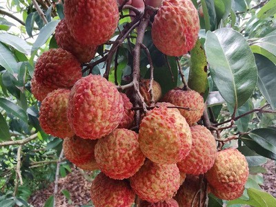 仙香糯荔枝应季现摘水果 茂名新鲜荔枝当季水果 果园直发现货批发图3