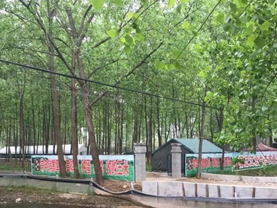 苏北散养土鸡苏北农村农家一年以上老母鸡放养草鸡新鲜宰杀顺丰图2