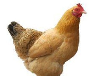 苏北散养土鸡苏北农村农家一年以上老母鸡放养草鸡新鲜宰杀顺丰图5
