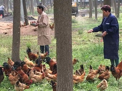苏北散养土鸡苏北农村农家一年以上老母鸡放养草鸡新鲜宰杀顺丰图3