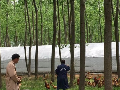 苏北散养土鸡苏北农村农家一年以上老母鸡放养草鸡新鲜宰杀顺丰图4