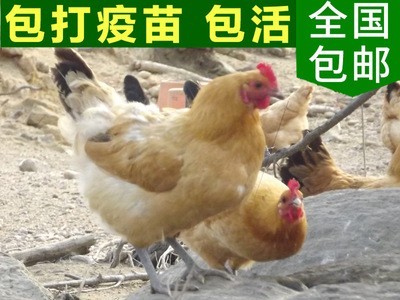 众鑫 专业家禽育种公司供应生态放养优质鸡苗|高产蛋鸡苗批发包活图2