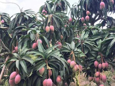 广西百色贵妃芒应季新鲜水果9斤装大果产地直发非青芒台芒可代发图3