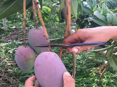 广西百色贵妃芒应季新鲜水果9斤装大果产地直发非青芒台芒可代发图4