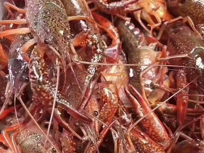 清水鲜活小龙虾盱眙麻辣清水虾青虾活体456钱潜江龙虾鲜活水产3斤图4