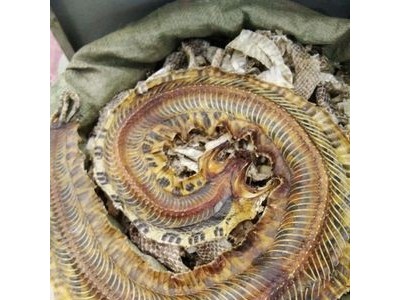 支持药检正品养殖蕲蛇 蛇干 人工饲养五步蛇干 中药材批发图4