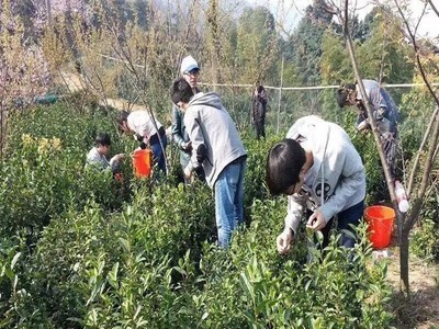 福建武夷山小种红茶 正山小种薯香味 传工茶叶 散装茶叶批发图5