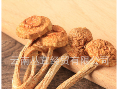 滑子菇干货云南特产食用菌滑子磨菌菇包小蘑菇批发图4