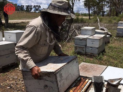 蜂寿堂野生农家自产枇杷蜂蜜 天然瓶装500g成熟蜂蜜 oem加工贴牌图2