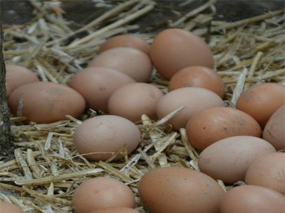 厂家直供树掌芙蓉散养土鸡蛋绿色食品农家草鸡蛋现捡现发50枚包邮图2