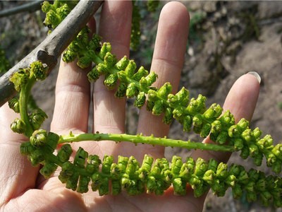 新货云南特产野生核桃花泡水山菜野菜龙须菜采摘天然新鲜花茎晒干图2