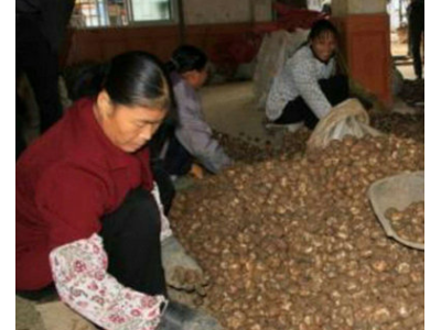 山那边农庄自家种植广西荔浦新鲜大荸荠 鲜甜多汁马蹄一件代发图4