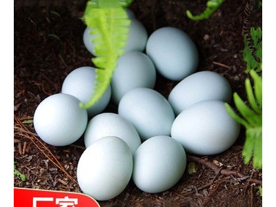 我老家土鸡蛋50枚 鸡场直销农家散养绿壳土鸡蛋批发一件代发图2