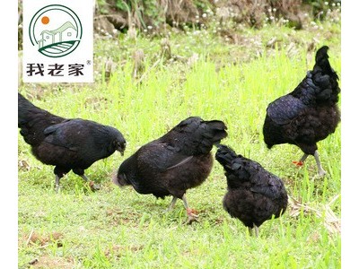 我老家土鸡蛋50枚 鸡场直销农家散养绿壳土鸡蛋批发一件代发图3