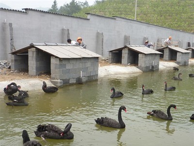 观赏黑天鹅有多重 养殖好的黑天鹅销往哪里 出售两年种黑天鹅图3