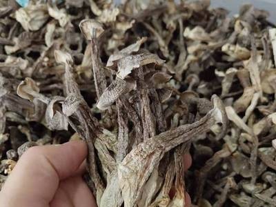 菌菇干货中号鹿茸菇 酒店餐饮食材干货鹿茸菌批发量大从优图3