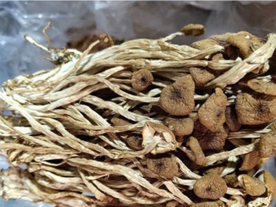 古田新货茶树菇干货 不开伞茶树菇散装批发20斤装 菌菇干货图4