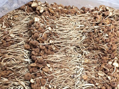 古田新货茶树菇干货 不开伞茶树菇散装批发20斤装 菌菇干货图3