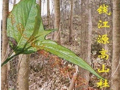 杜康牌开化杜仲茶 国家地理标志保护产品 多年出口历史的高山茶图3