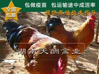 厂家供应 土鸡苗 正宗原生态 散养土鸡苗 草鸡苗 全国发货图3