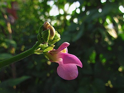 芸豆种籽豆角种籽四季菜种籽蔬菜种孑春季秋冬农花芸豆种子图4