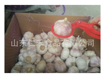 大蒜图3