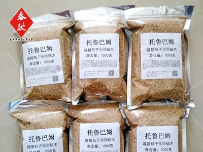 野生托鲁巴姆砧木种子茄子 辣椒 番茄嫁接砧木种子散装托鲁巴姆籽图2