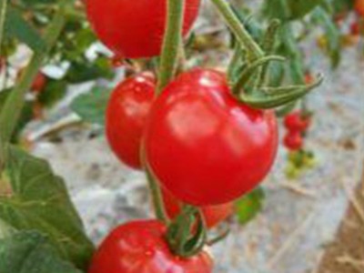 批发 采摘 种植生态小西红柿图2