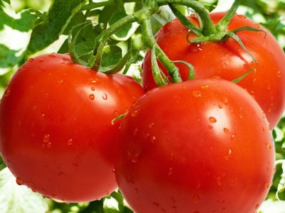 厂家供应 种植 西红柿价格面议图6