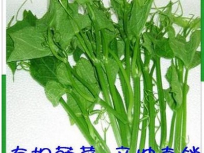 批发丝瓜尖 蔬菜 绿色食品 丝瓜藤图5