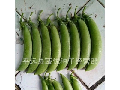 批发菜园蔬菜种子奇珍76甜脆豌豆15克盆栽阳台院子菜籽厂家直销图3