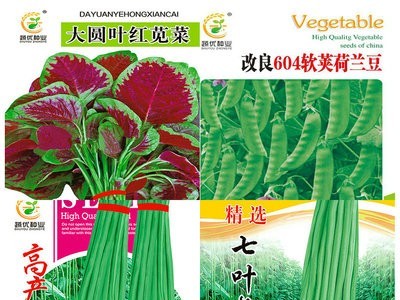 批发菜园蔬菜种子全年耐抽苔生菜7克盆栽阳台院子菜籽 厂家直销图5