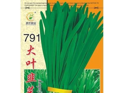 批发菜园蔬菜种子791大叶韭菜10克盆栽阳台院子种子菜籽 厂家直销图3