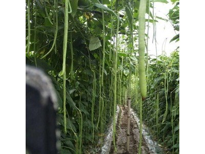 批发蔬菜种子 华赣翠绿长豆角 基地 菜园 菜场种子 400克厂家供应图3