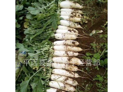 批发菜园蔬菜种子母株南畔洲晚萝卜25克盆栽阳台院子菜籽厂家直销图4