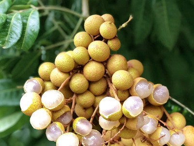 龙眼桂圆龙眼新鲜当季水果现摘发石硖储良广东高州整箱5斤批发图3