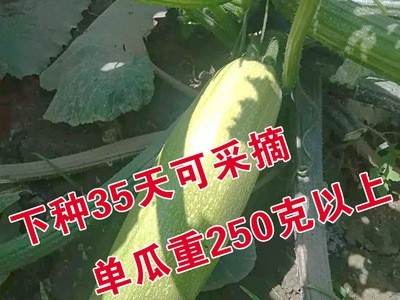 西葫芦种子西葫芦籽蔬菜种子批发菜种菜籽菜种子公司四季播种图3