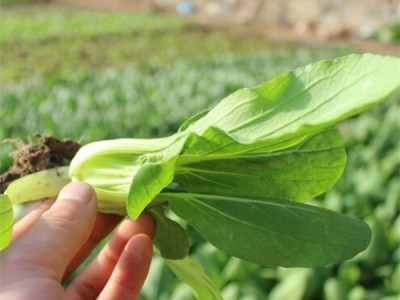 大量供应小白菜 天然种植 新鲜小白菜 绿色菜蔬 批发价格优惠图2