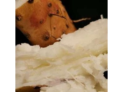 河南焦作温县垆土铁棍山药 怀山药批发零售 非淮山 基地直发图3