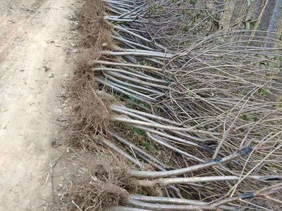 基地直销樱桃苗 嫁接多规格品种多樱桃苗新品种批发 樱桃苗 矮化图4